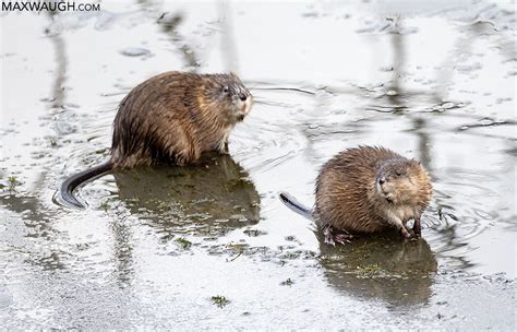 otter vs muskrat.